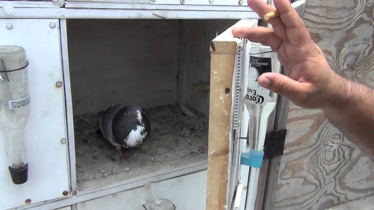 Pichones del Elejido.