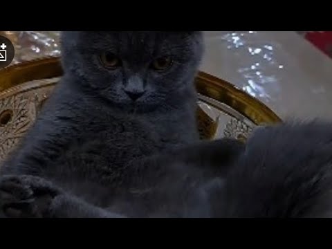 Larisa Belogurova yalangoch fotosuratlar