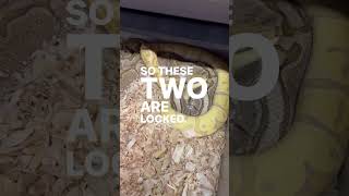 Banana Vanilla Het Sunset X Pastel Bamboo HRA Ball Python Lock! #Shorts Profile