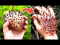 Most Unique Fruits You&#39;ve Never Heard Of