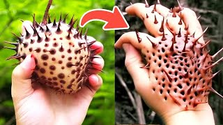 Most Unique Fruits You&#39;ve Never Heard Of