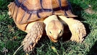 Tortoise Strolls Around New York City Like He Owns The Place