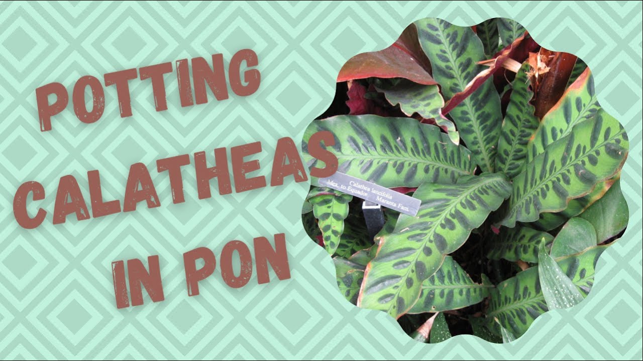 How To Transfer Calatheas to Pon/Prayer Plants In Pon/Growing Calatheas in  Pon/ Stromanthes in Pon