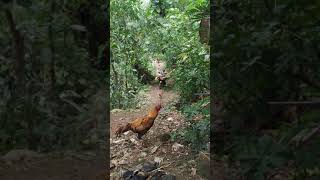 Squid Wood In The Forest