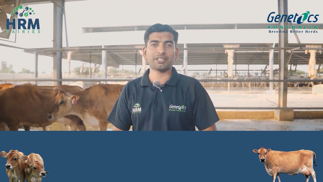 Best Jersey Cows In Pakistan | 