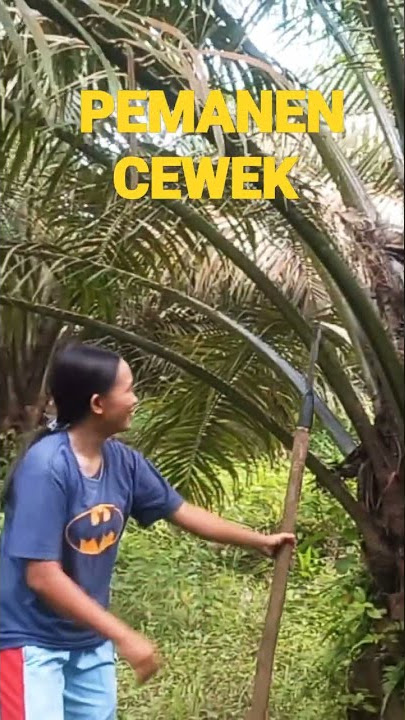CEWEK PANEN SAWIT
