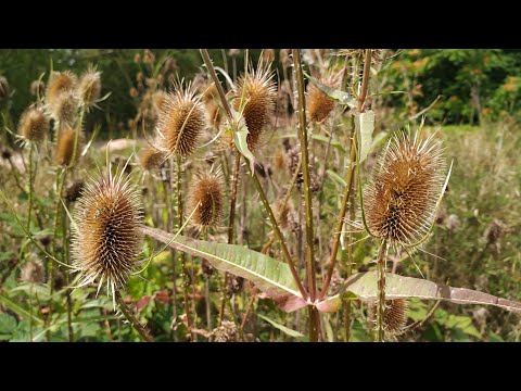 Fuller's Teasel made