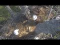 New Eagle Cam! Captiva Eagle Cam - 2 Eaglets - Info in Description