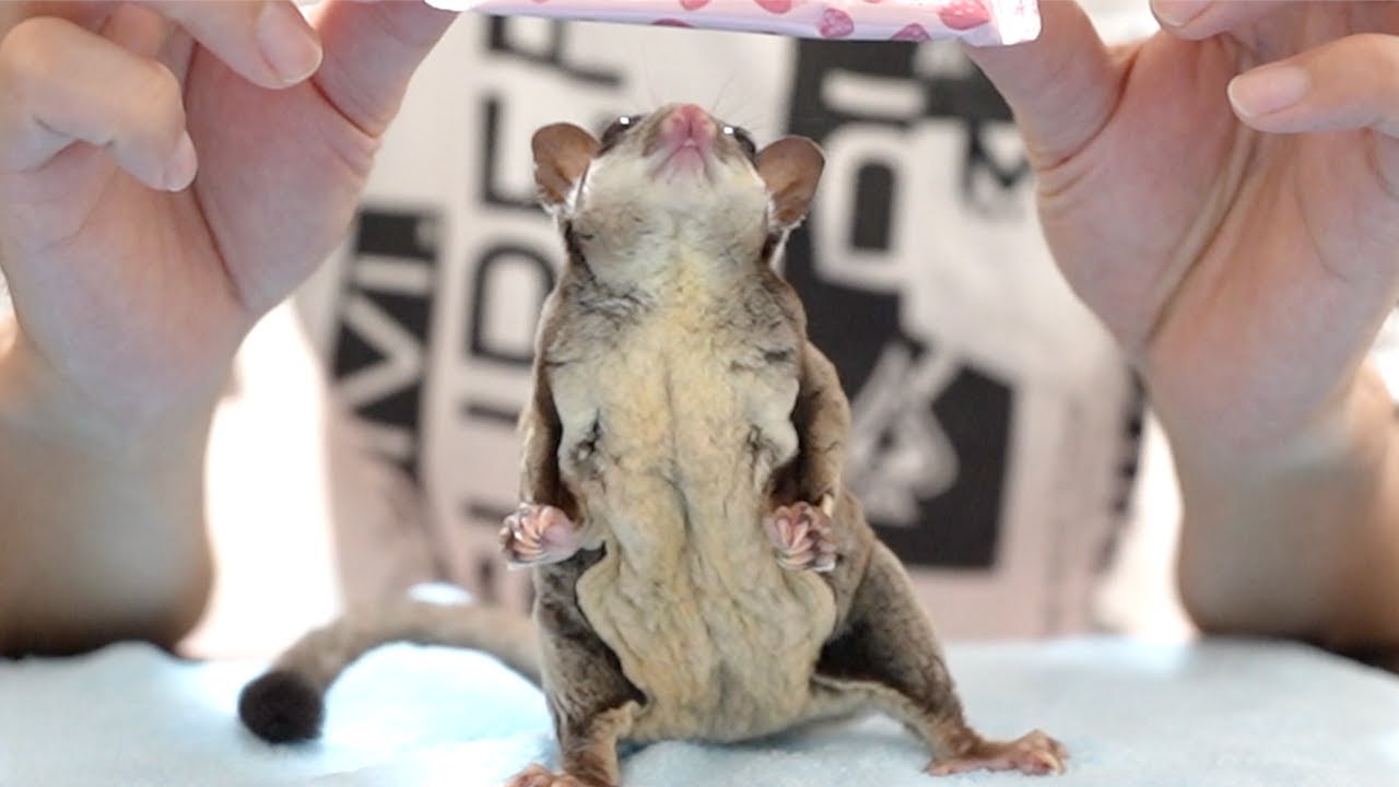 大人しすぎると言われたモモンガがこちら