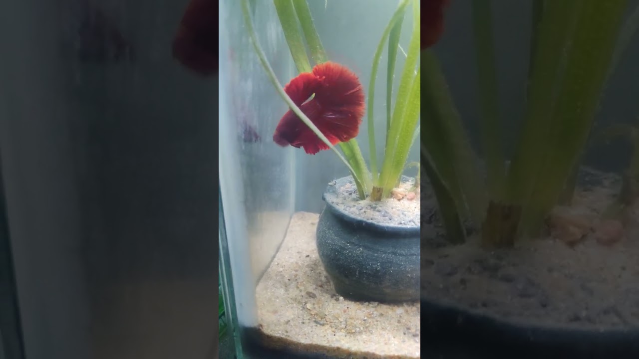 Betta fish eating mosquito 🦟😁