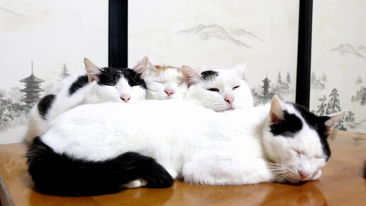 ちびまくらで眠るちびしろみみ