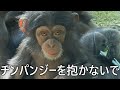 チンパンジーを抱かないで