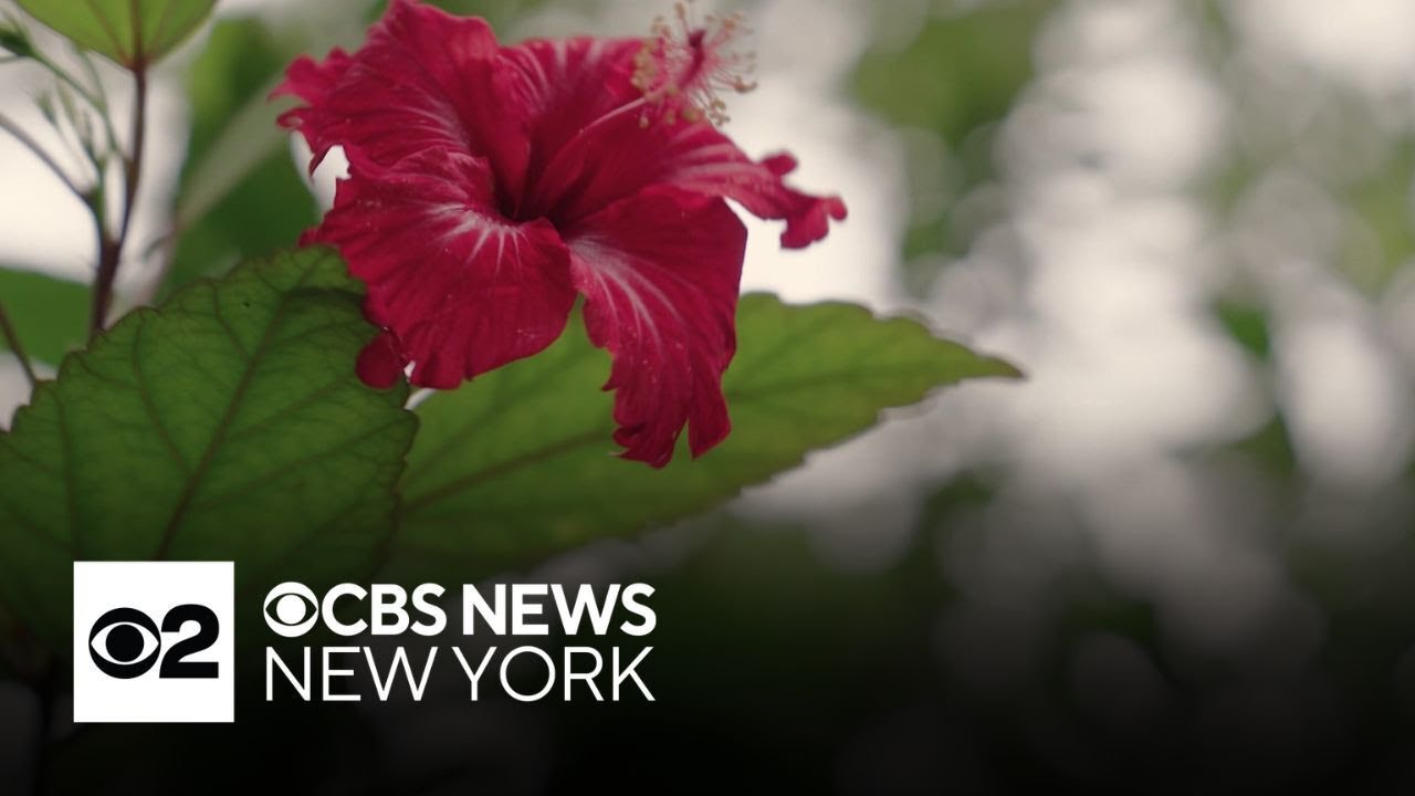 A look at rare and endangered plants in the United States