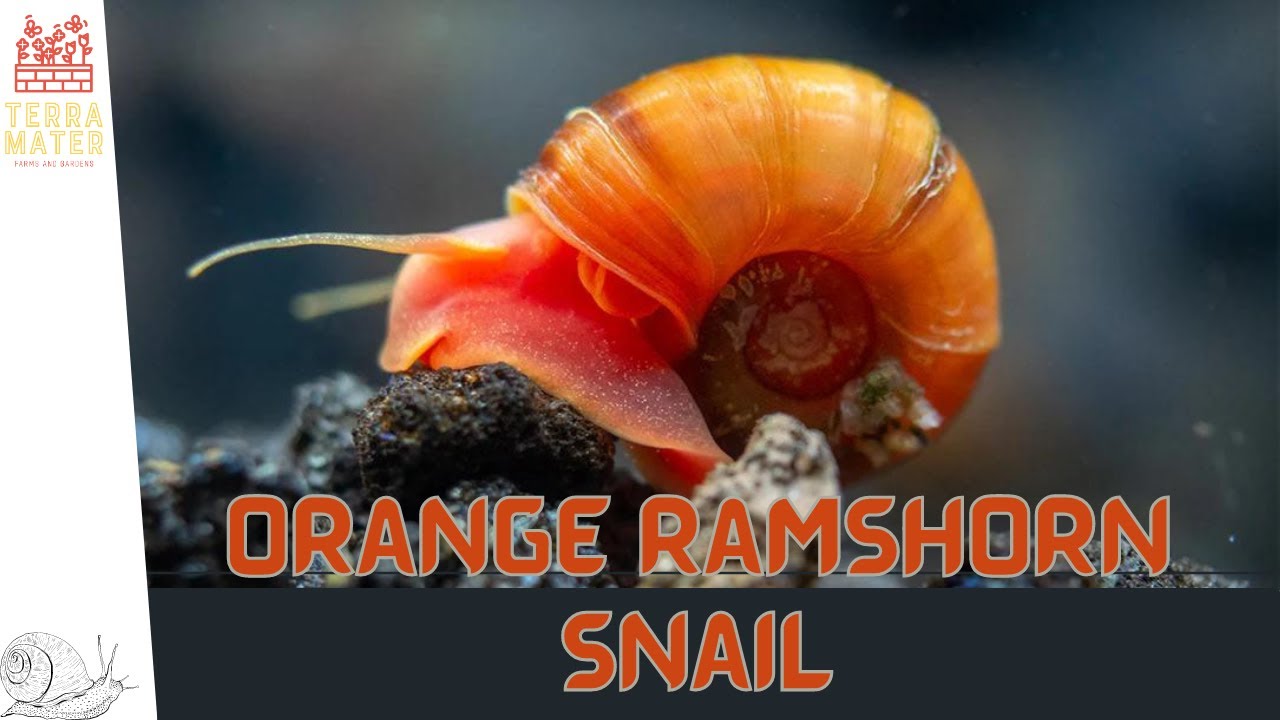 Introduction to ORANGE RAMSHORN SNAIL: Care Guide & Tips! (Planorbidae)