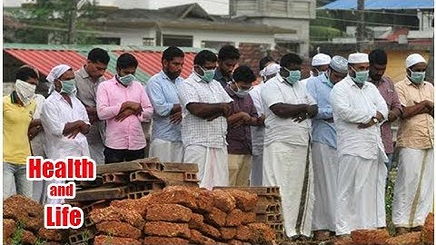 Fruit Bat Samples From Kerala Test Negative For Nipah