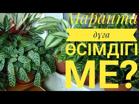 Бейне: Маранта дұға зауытының мәселелері - дұға өсімдіктері сарғайған кезде не істеу керек