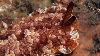 Facts: The Pizza Crust Sea Slug