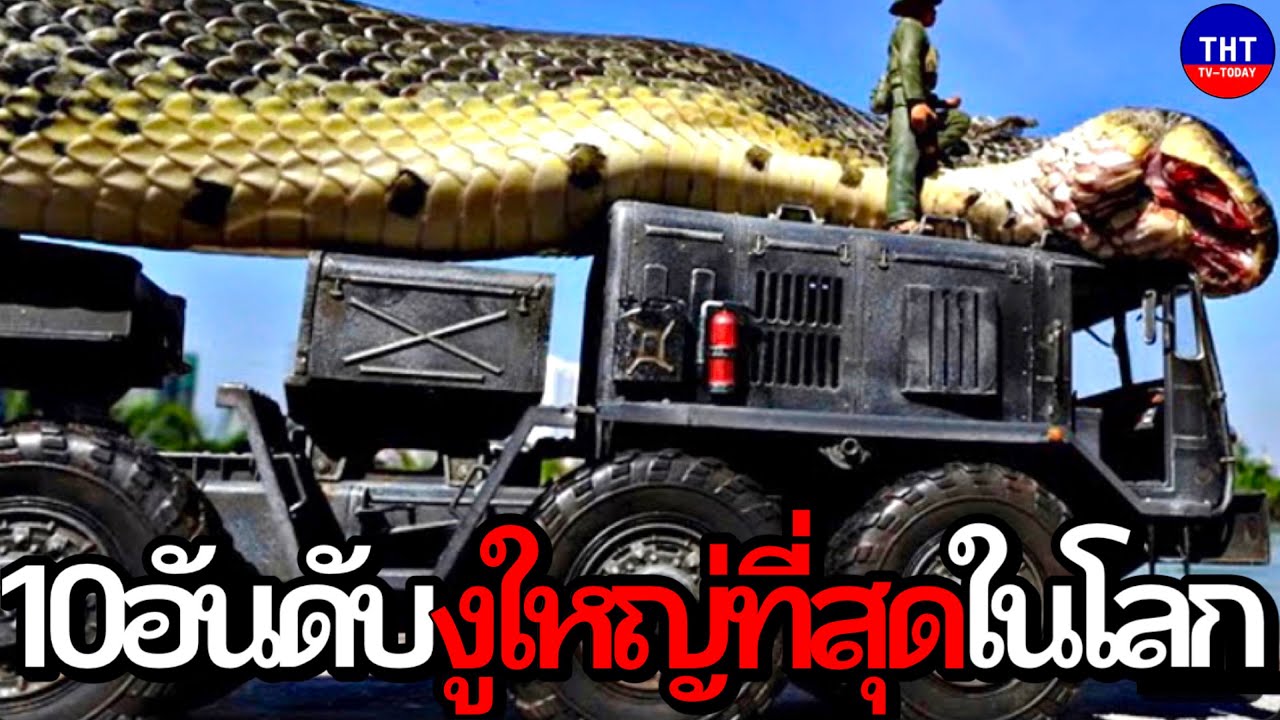 10 อันดับงูที่ใหญ่ที่สุดในโลก (ในไทยมีไหม…)