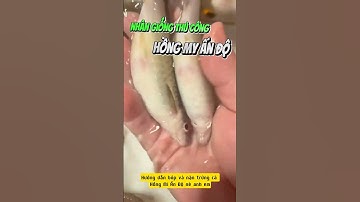 Khám phá phương pháp nặn trứng cá hồng mi Ấn Độ để thụ tinh nhân tạo - Nuôi cá dưỡng tâm