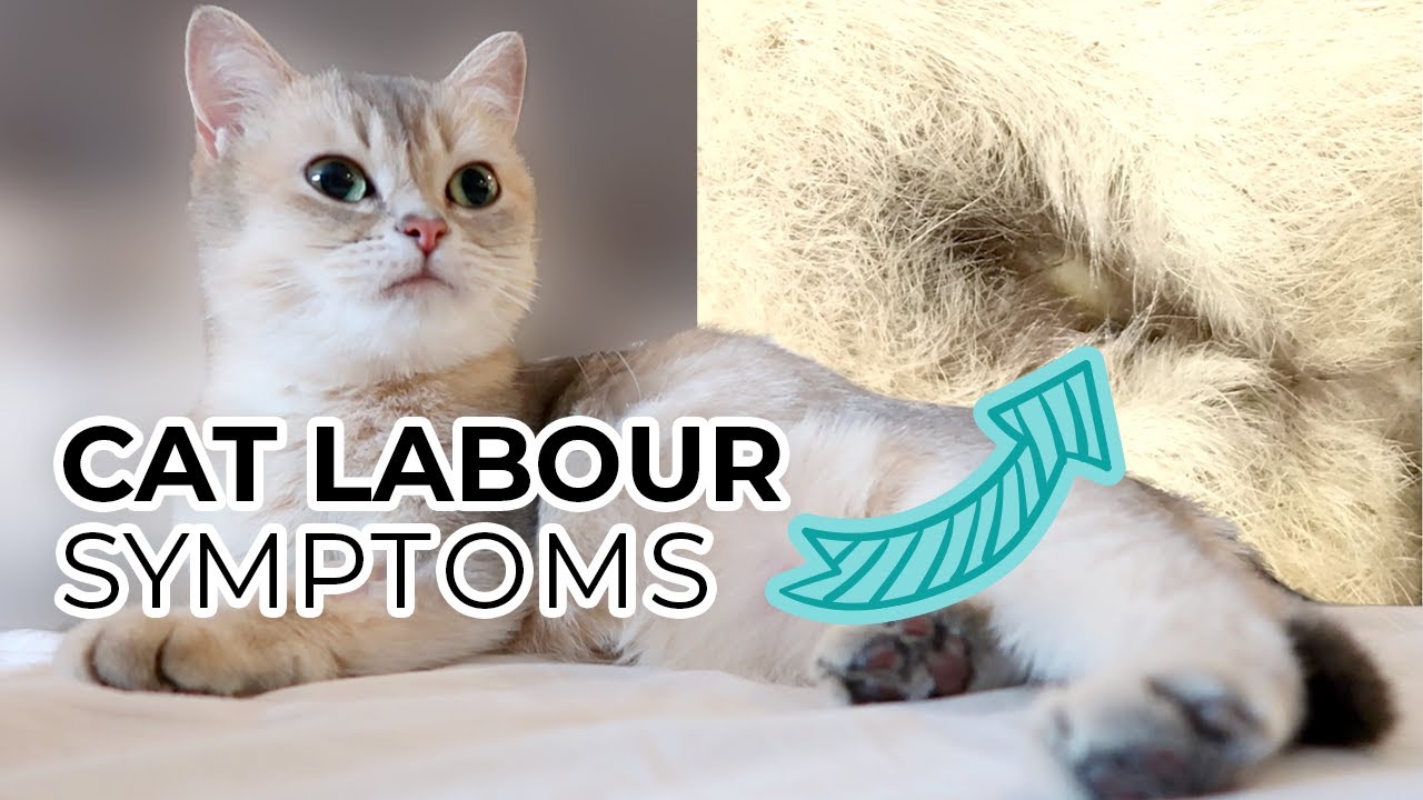 TOP 10 SIGNS YOUR CAT IS IN LABOR (including prelabor symptoms