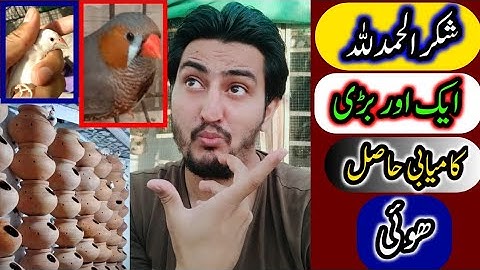 Sick Mutation Finch Treatment | How To Recover Sick Birds | Zebra Finch Mutations | Finches Breeding