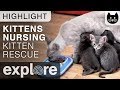 Kittens Nursing - Kitten Rescue Live Cam Highlight 11/01/17