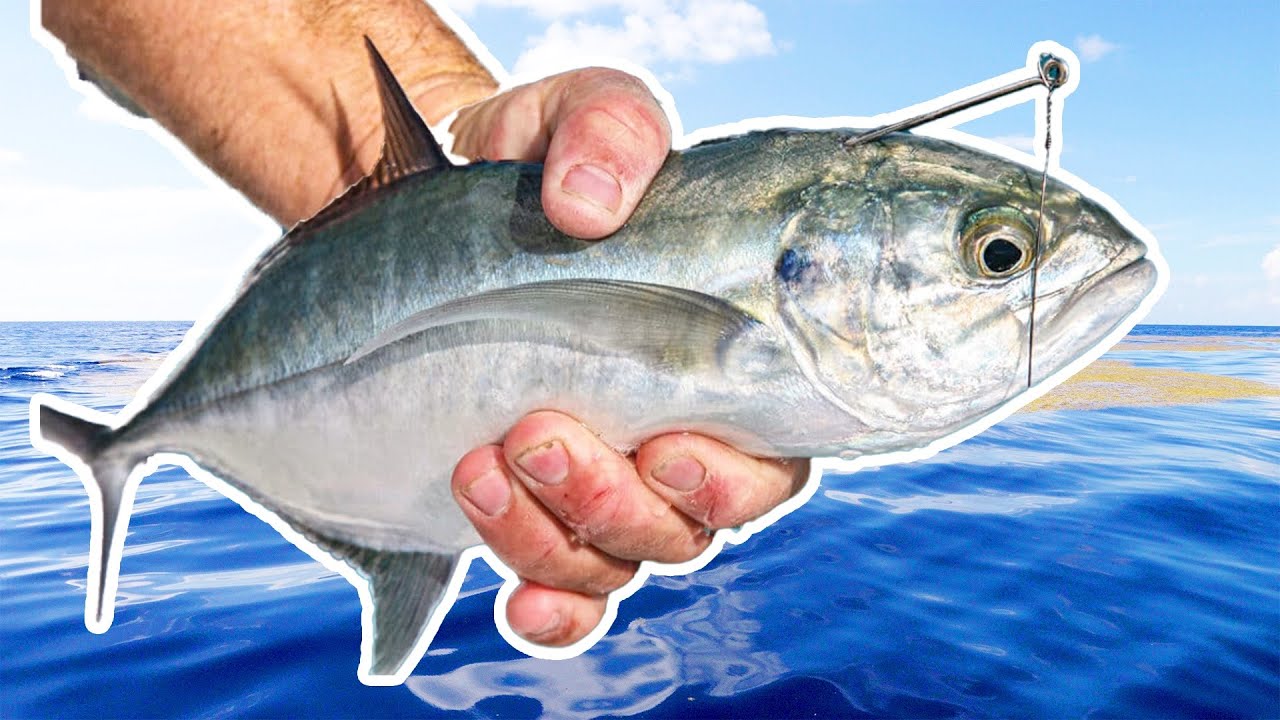 Dropping baits for Florida Most PRIZED Bottom Fish - YouTube