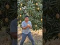 mango dance masala gift #videomaker #visualreel #wevideo #mango #funny #funny #youtubetv #myvideo