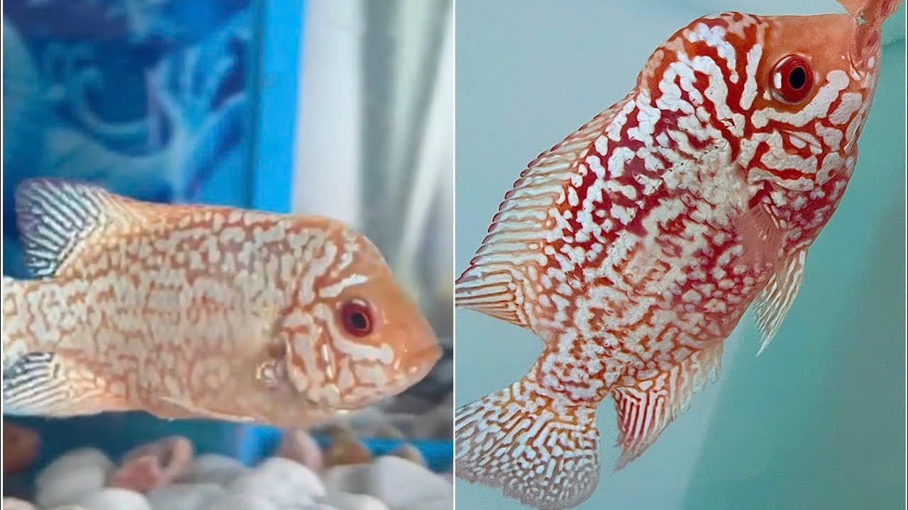 TẤT TẦN TẬT VỀ DÒNG GB| TOANKAMFA| SĐT 0344108746