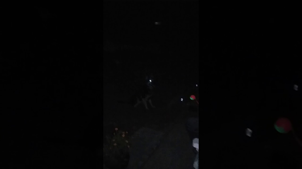 German Shepherd Night Training