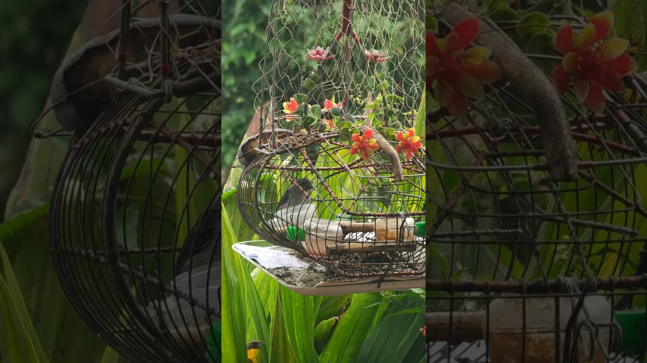 Chim ốc mít mồi mái