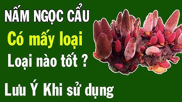 Nấm ngọc cẩu tăng cường sinh lý có mấy loại, loại nào tốt ? lưu ý khi dùng nấm ngọc cẩu
