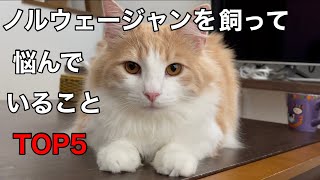 ノルウェージャンフォレストキャットを飼って悩んでいることTOP5★