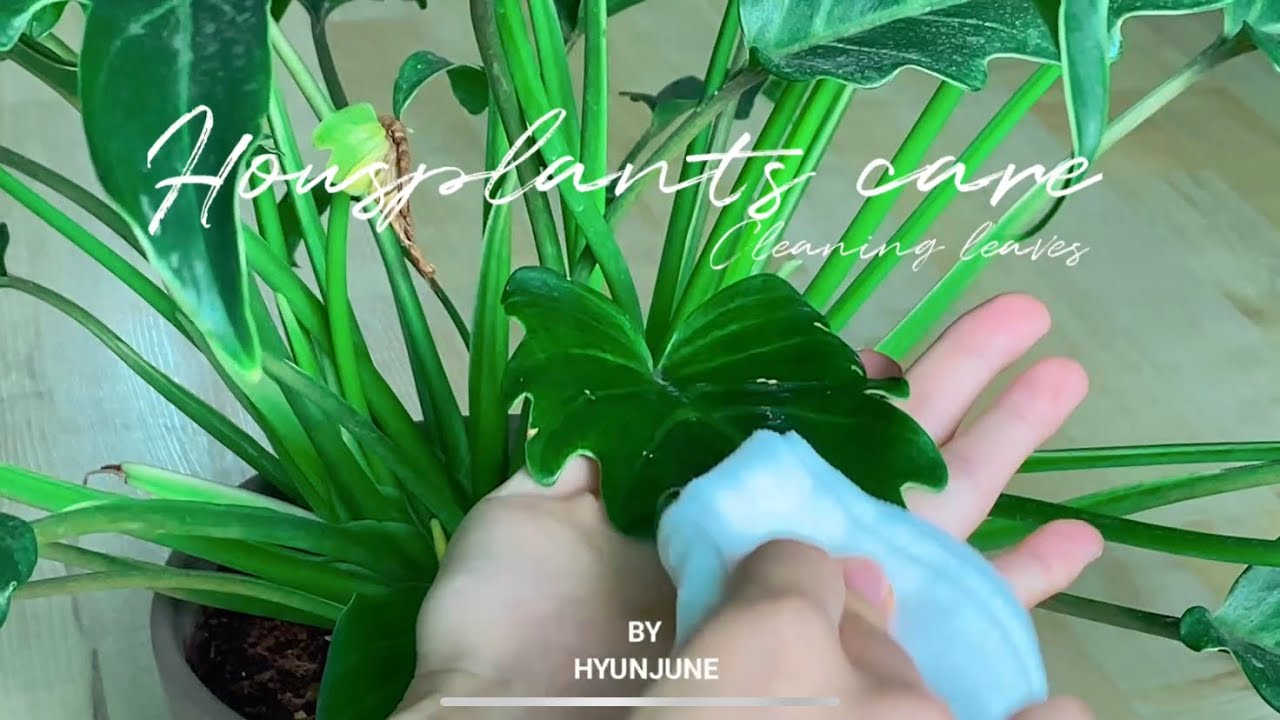 [KOR/ENG] 식물 잎 관리 Cleaning Houseplant leaves YouTube