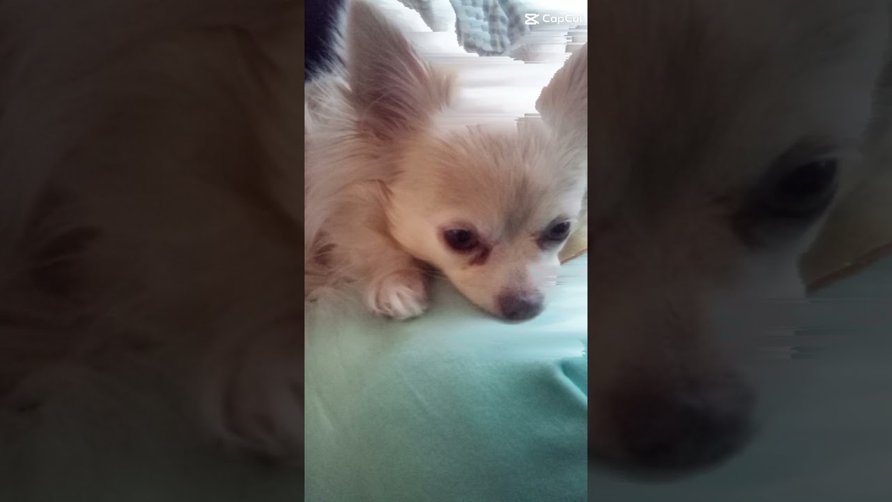 Turning my dog into Eevee 