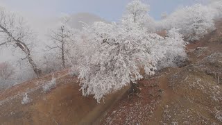 Frozen forest in Kakheti, Georgia 4K