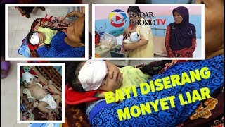 Download lagu BAYI 40 HARI DISERANG MONYET LIAR