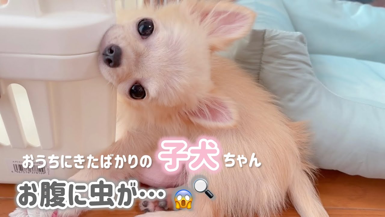 生後3か月の子犬ちゃんのお腹に虫がいた😢(チワワ/寄生虫/子犬)