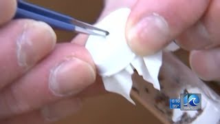 ODU tick team collects and monitors ticks for Hampton Roads