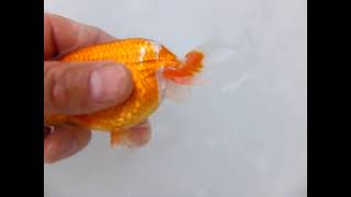 DSCF1217
