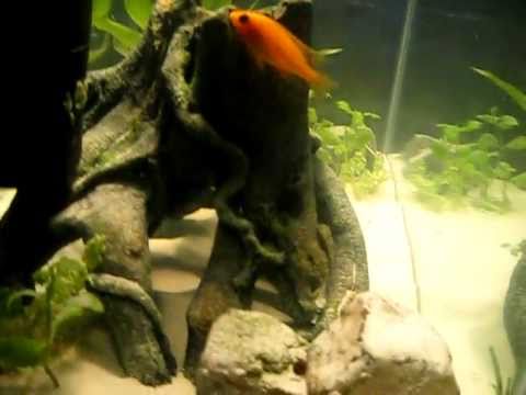 watershed 20 gallon fish tank: ruby peacock cichild,angelfish,goldenwonderkillie,goldgourami,betta,bitchir