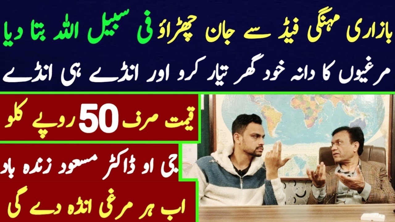 golden misri poultry farming in pakistan | hen farming in pakistan | poultry fead for hen farming