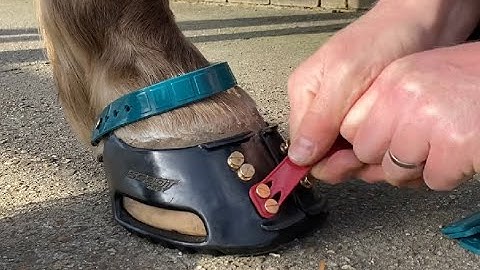 change scoot boot front and pastern straps