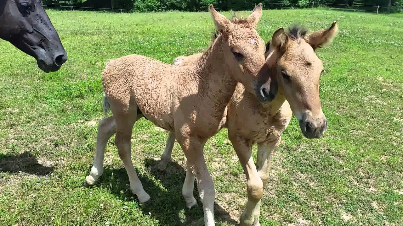 American Curly Horse foals being nosy - YouTube