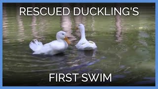Rescued Ducklings Swim for the First Time