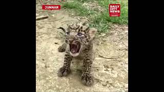 A leopard cub was found in a human settlement in Junnar Taluka screenshot 4