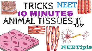 Structural Organisation (Animal Tissues) Class 11 Tricks & MNEMONICS in 10 Minutes