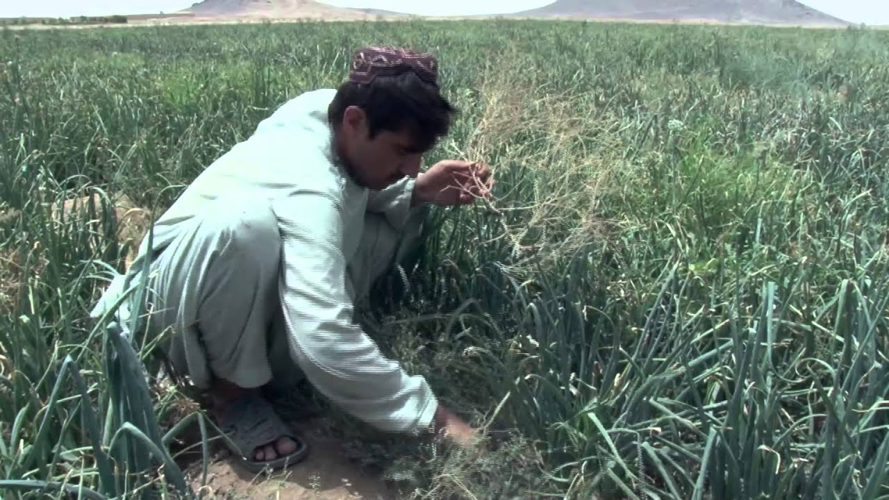 Kandahar Documentary + En Subtitle