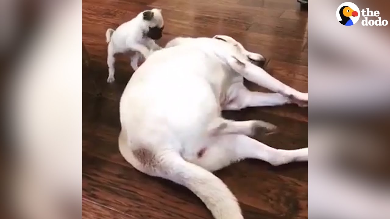 Puppy Scratches Dog's Back YouTube