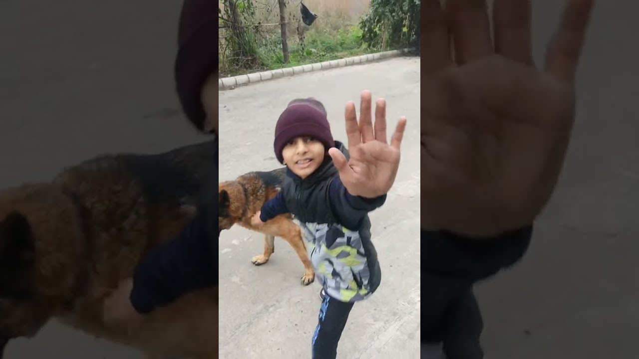 German shepherd dog play with bro live 